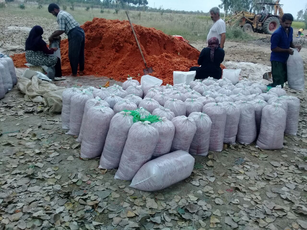 تفاله تر گوجه بسته بندی